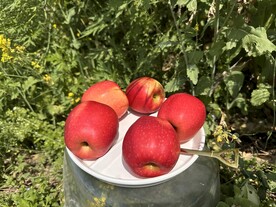 红苹果