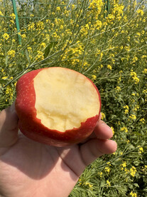 红苹果