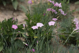 花海 野花 