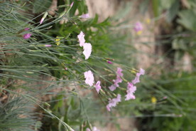 野花 花丛
