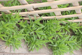 草丛 篱笆