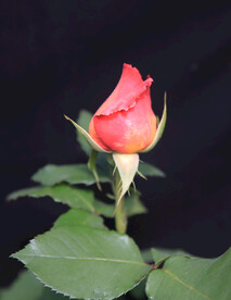 月季花