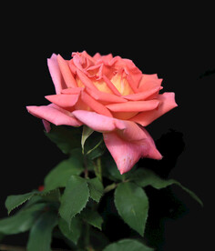 月季花