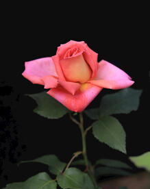 月季花