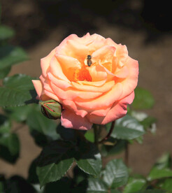 月季花