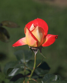 品种月季花希望