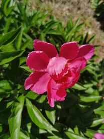 芍药