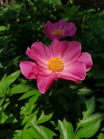 芍药