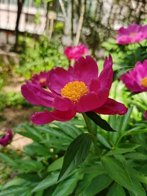芍药