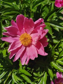 芍药