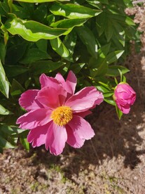 芍药