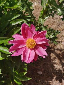 芍药