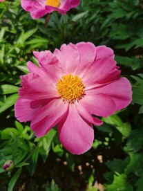 芍药