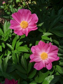 芍药