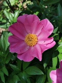 芍药