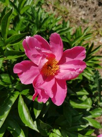 芍药