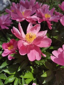芍药
