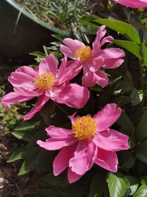 芍药