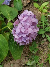 绣球花