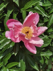 芍药