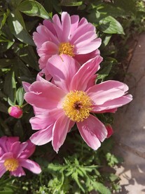 芍药
