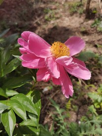芍药