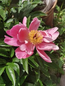 芍药