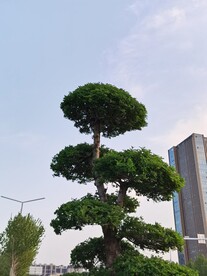 湖北梣