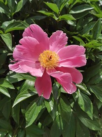 芍药