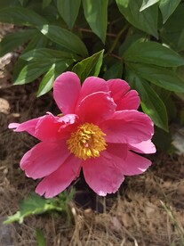 芍药