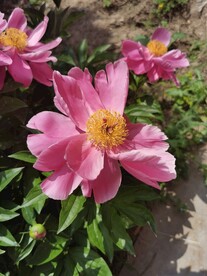 芍药