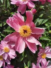 芍药