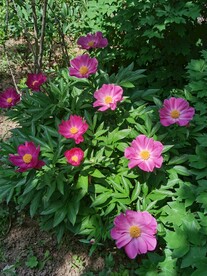 芍药