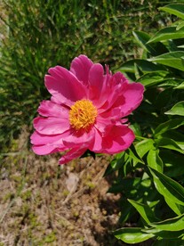 芍药
