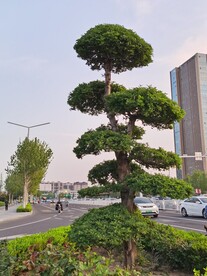 湖北梣