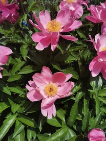 芍药