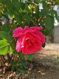 红玫瑰
