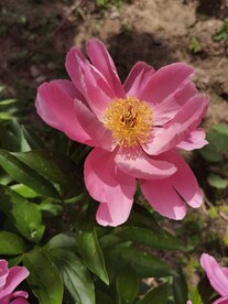 芍药