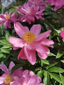 芍药