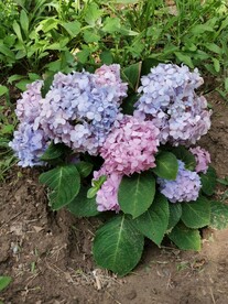 绣球花