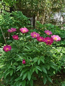 芍药