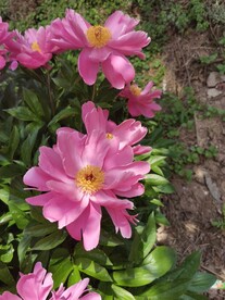 芍药