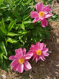 芍药