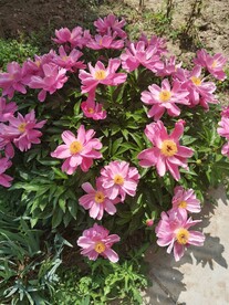 芍药