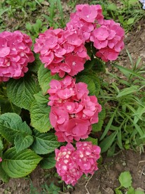 绣球花