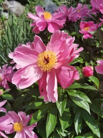 芍药