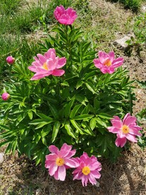 芍药 