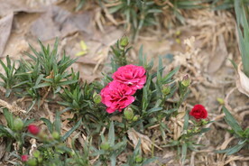 月季 花