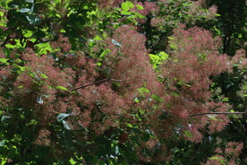 黄栌花 