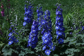高翠雀花 